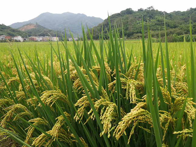 内b2932e03641eac_副本.jpg 内b2932e03641eac_副本.jpg