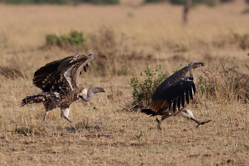 timg (21).jpg timg (21).jpg