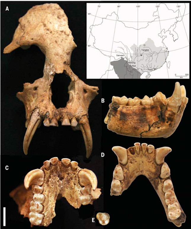K12出土的帝国君子长臂猿头骨和下颌骨。.jpg